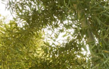 andrea cochran landschap en tuin zijn één geheel