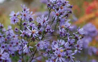aster cordifolius little carlow banner.png