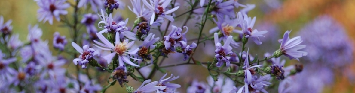 aster cordifolius little carlow banner.png