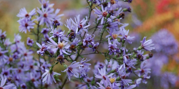 aster cordifolius little carlow banner.png