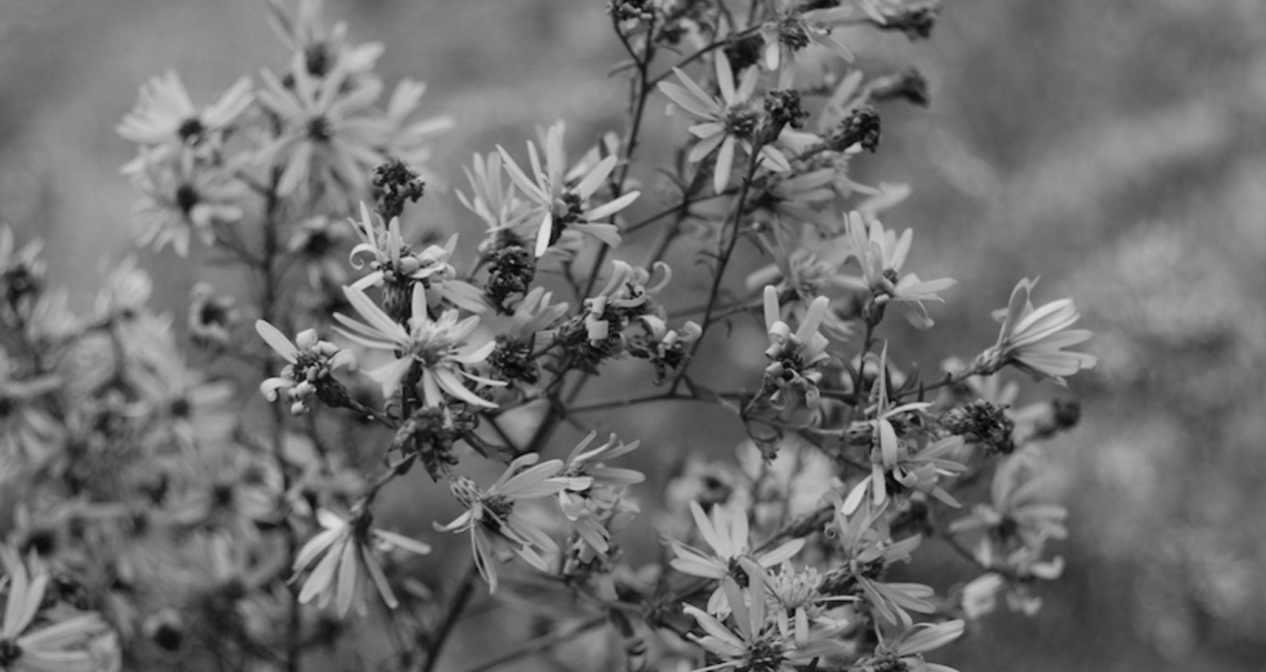 aster cordifolius little carlow banner.png