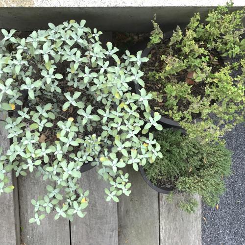 potten als plantenbak met verschillende kruiden in 