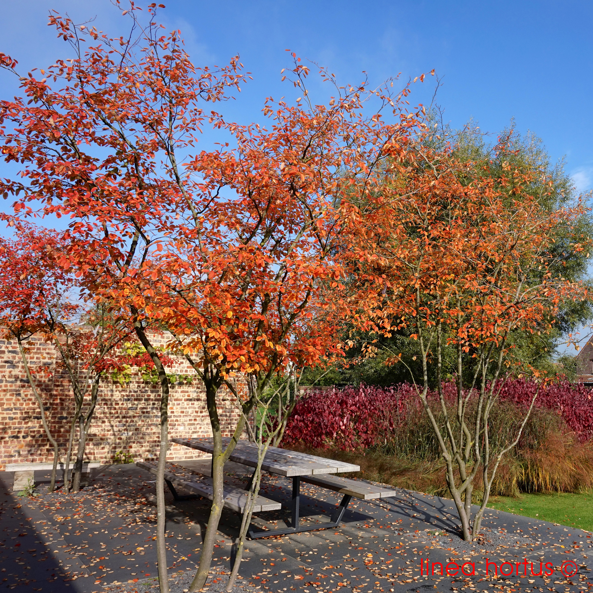 amelanchier lamarckii.jpg