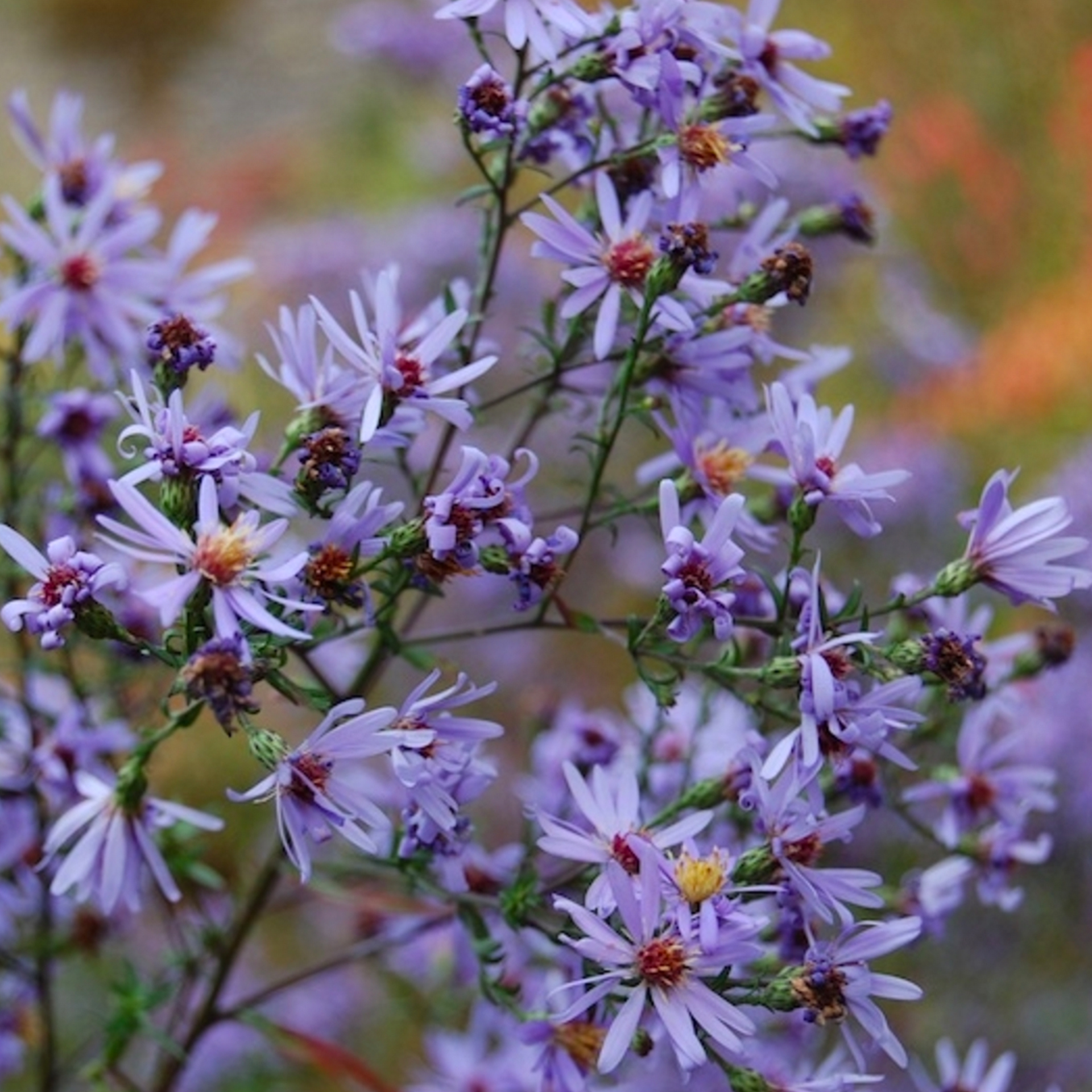 aster cordifolius little carlow.jpg
