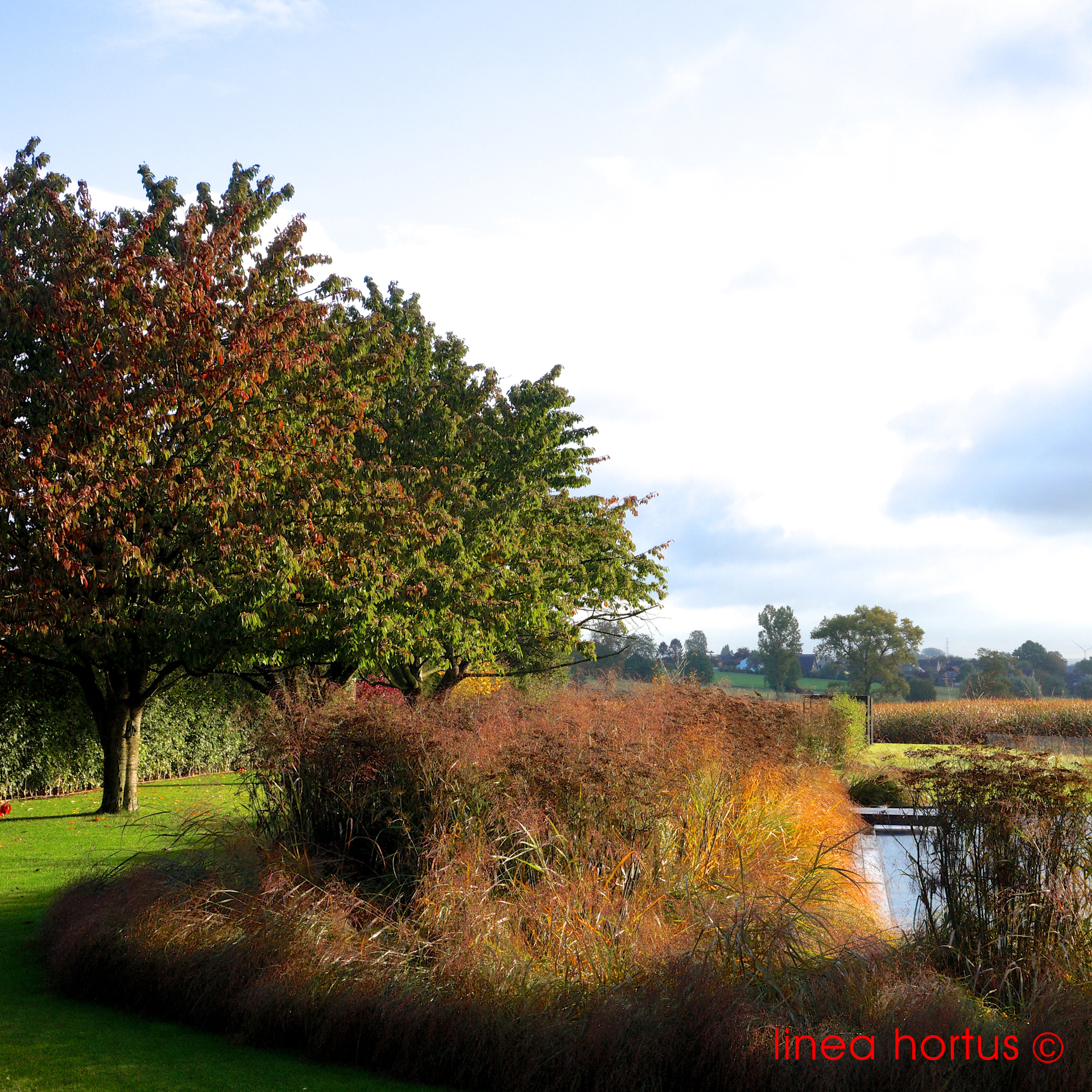 foeniculum vulgare giant bronze.jpg