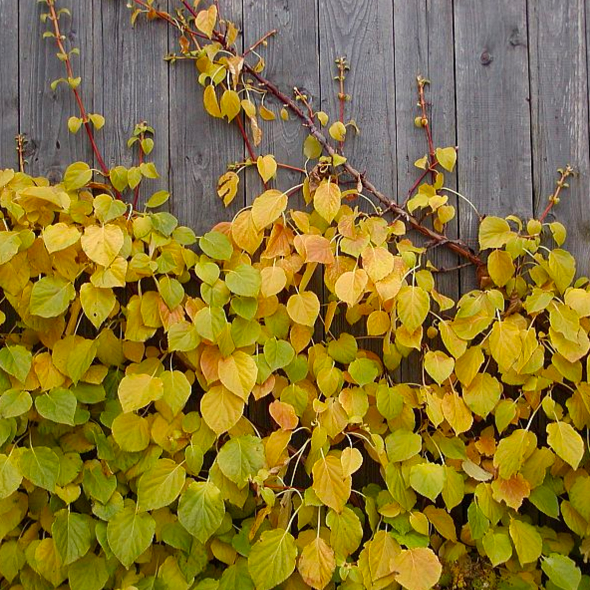 hydrangea petiolaris.jpg
