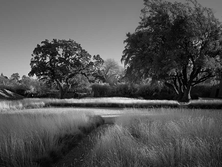 andrea cochran zwart wit foto landschap met grassen 