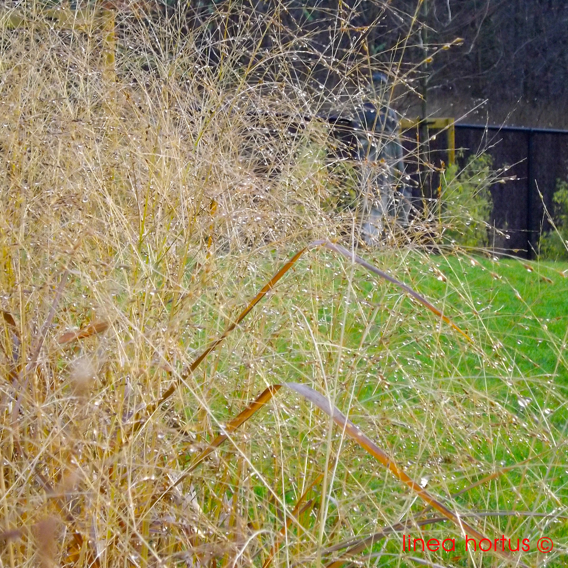 panicum virgatum strictum.jpg