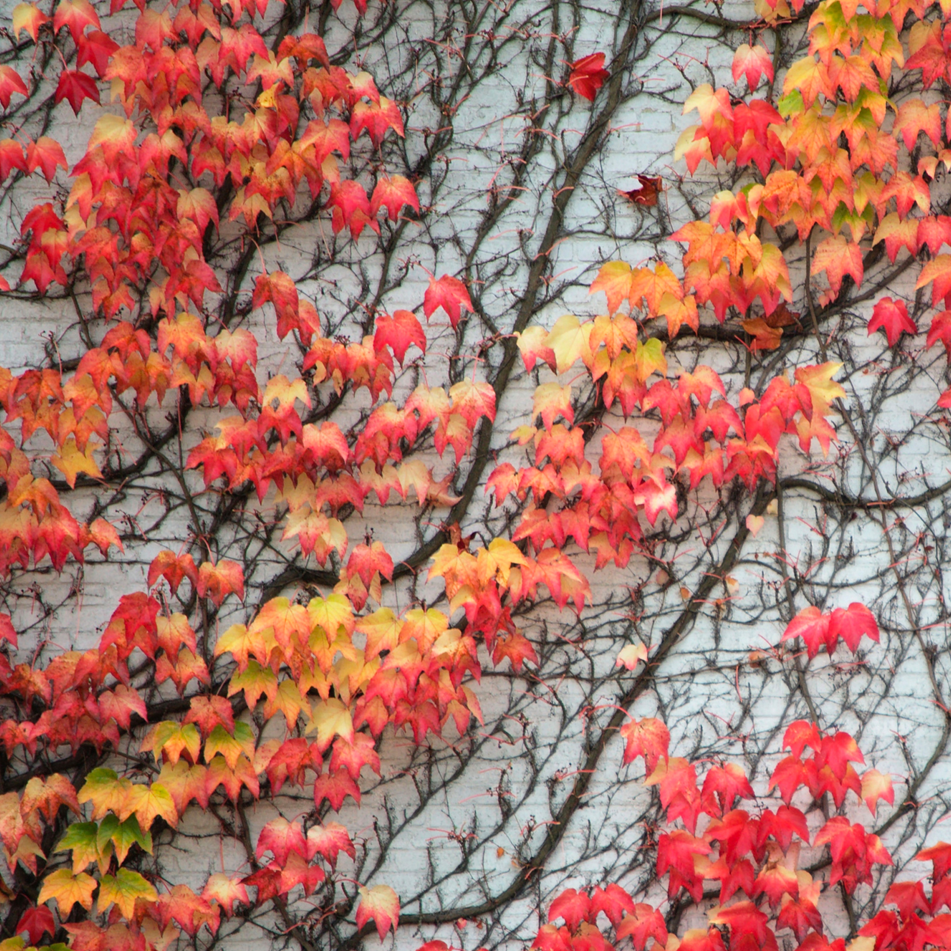 parthenocissus tricuspidata.jpg