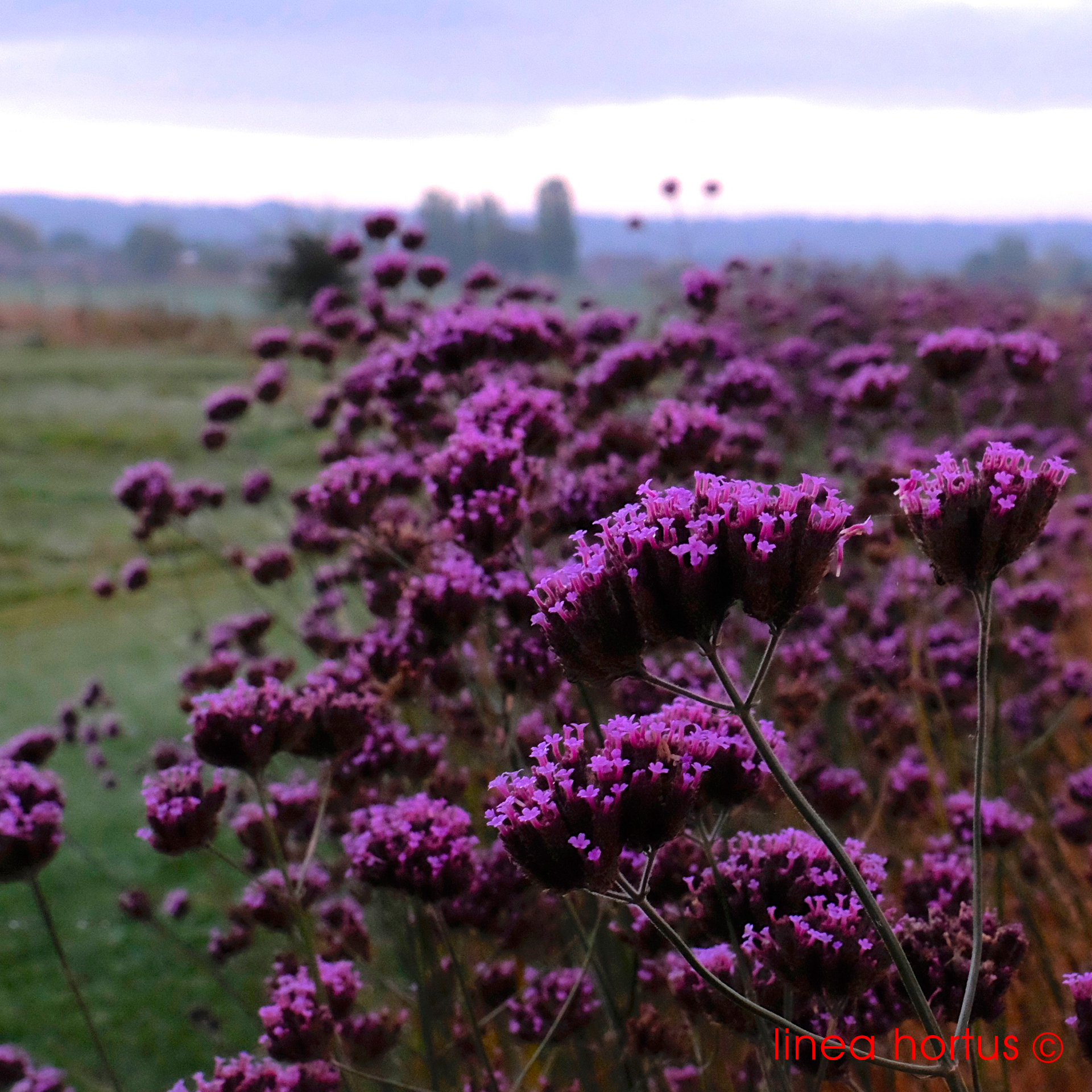verbena bonariensis.jpg